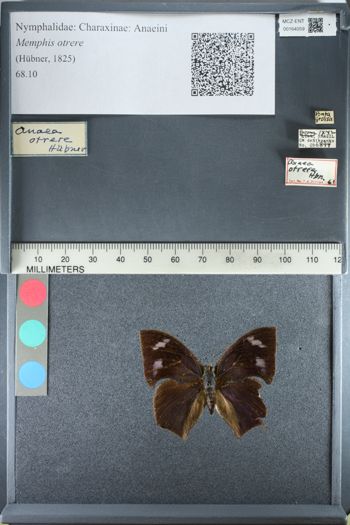 Media type: image;   Entomology 164059